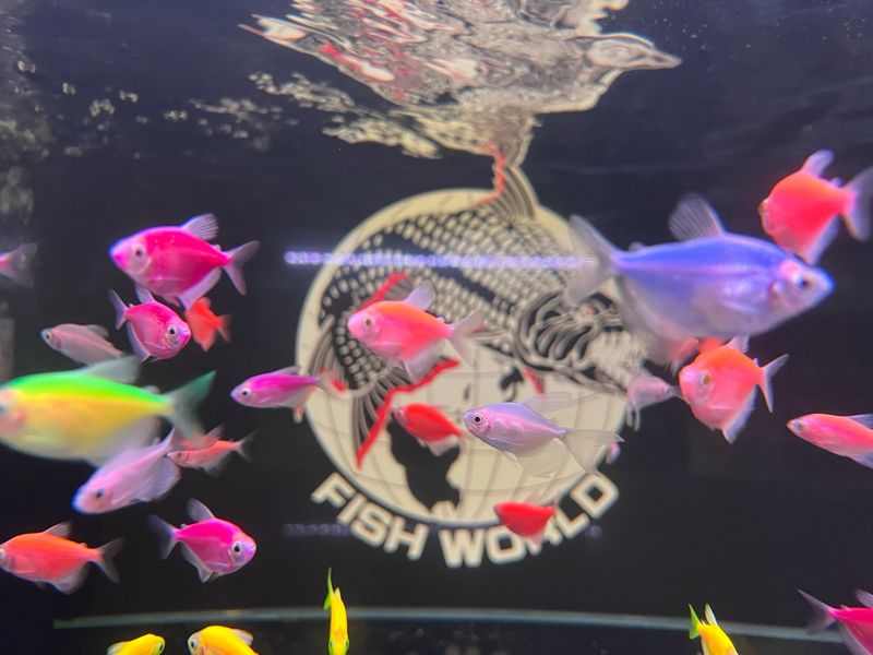 Glo Tetra