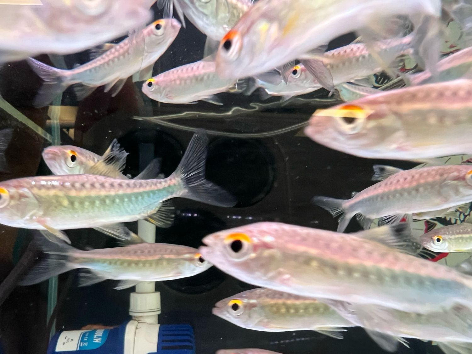 African Red Eye Tetra
