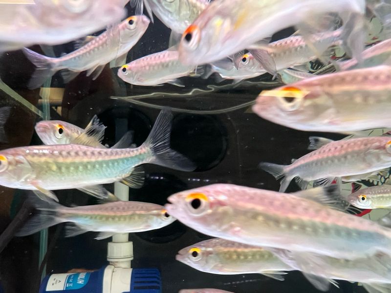 African Red Eye Tetra
