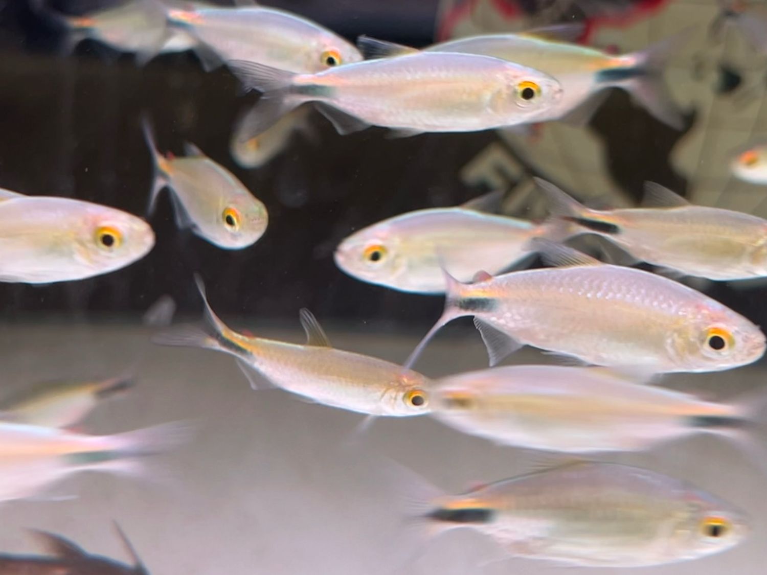 African Aleste Longfin Tetra
