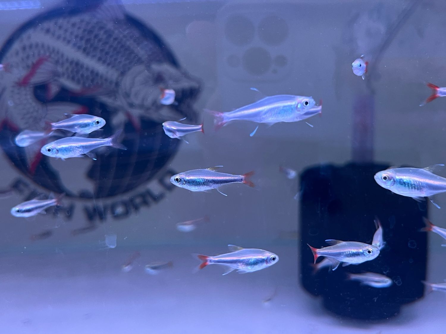 Loreto Tetra