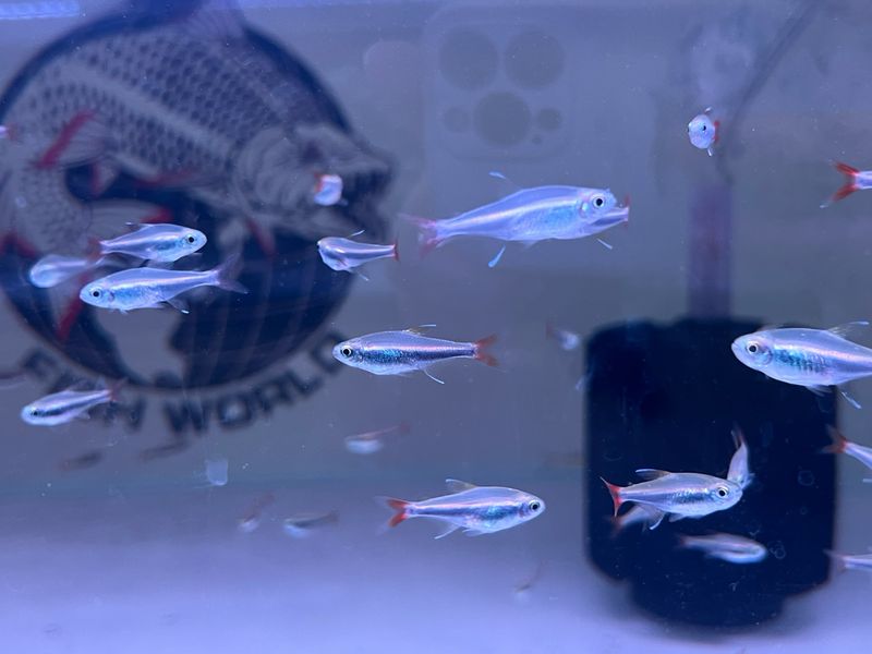 Loreto Tetra