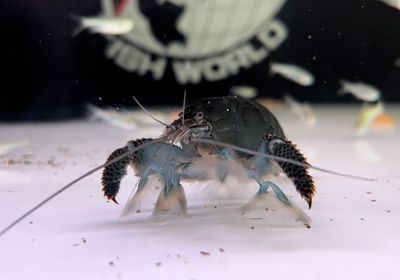 Shrimp
