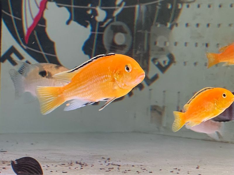 Yellow lab cichlid