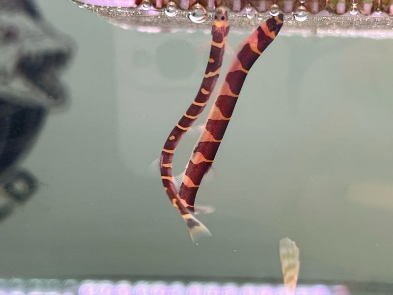 Kuhli loach