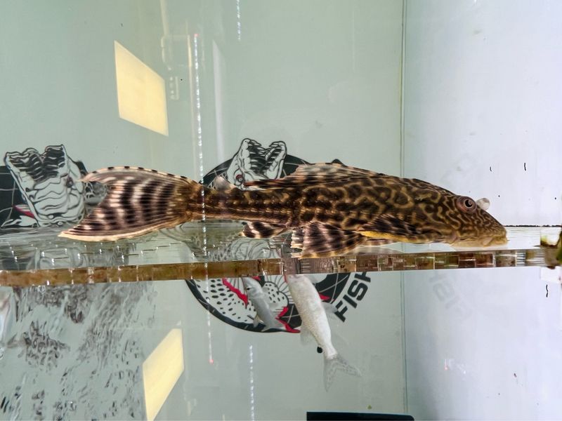 Common pleco