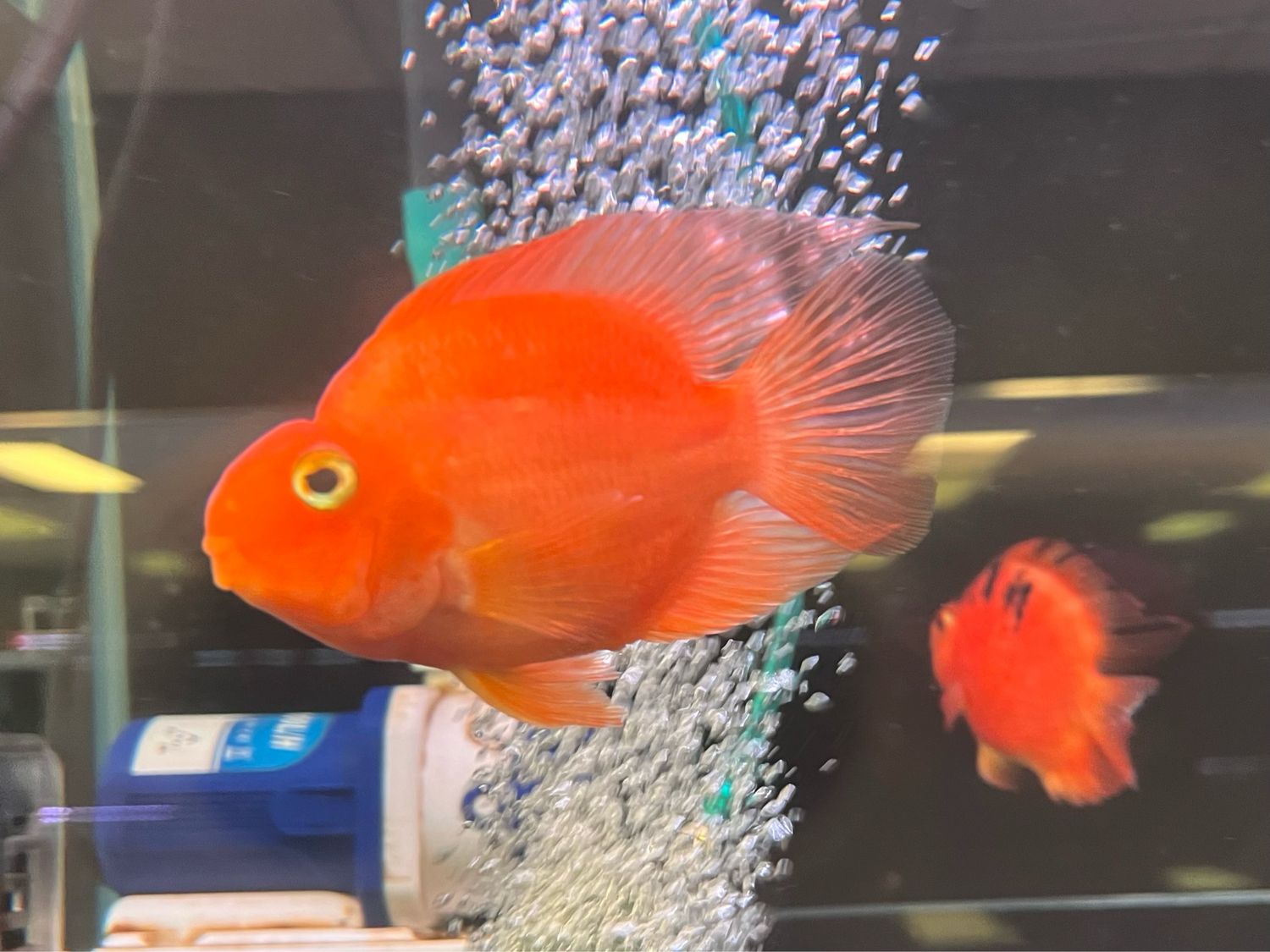 Blood Parrot