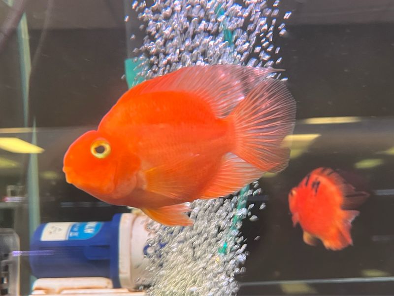 Blood Parrot