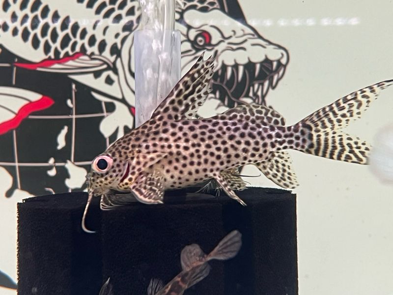 Featherfin Squeaker Catfish