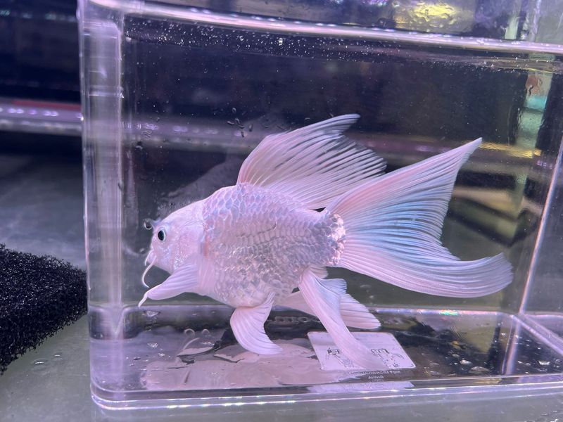 Platinum balloonbody Long Fin Koi (A Grade)