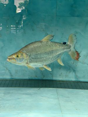 Monster Fish