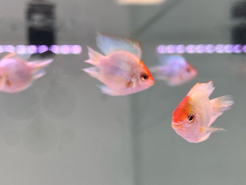 Balloon Electric Blue Ram Gold Head (Mikrogeophagus ramirezi)