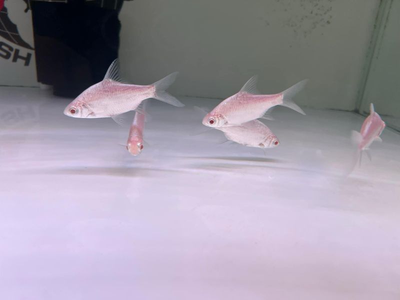 Platnium snow albino Tinfoil Barb