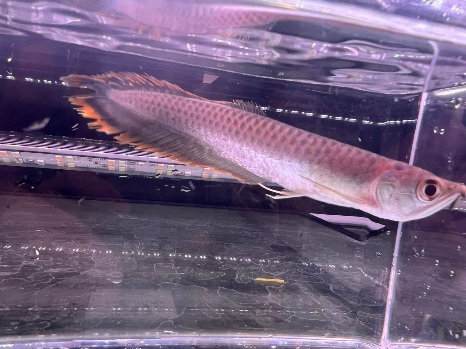 Black Arowana