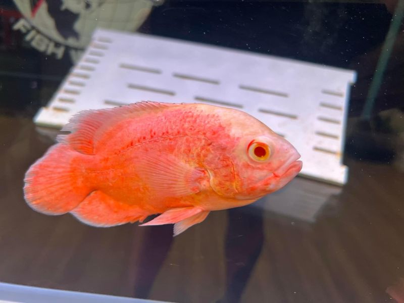 Orange Red Oscar