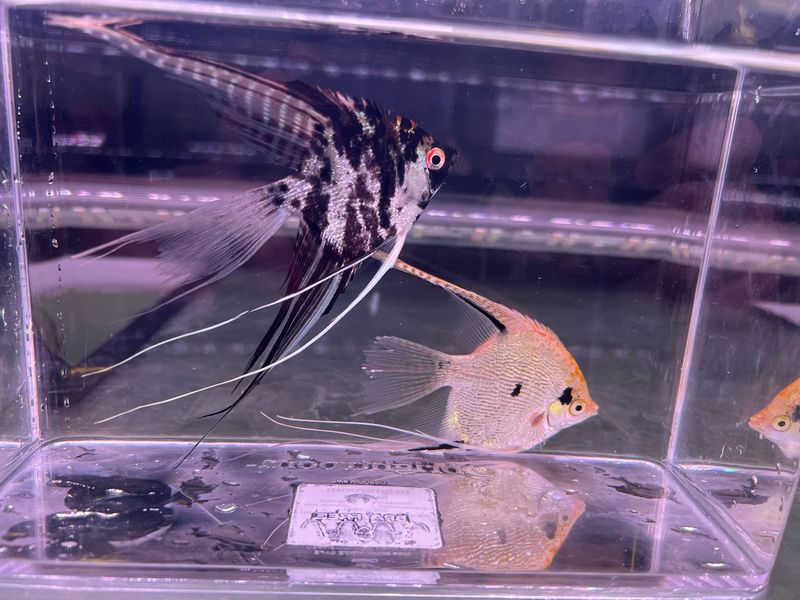 Assorted Angel Fish
