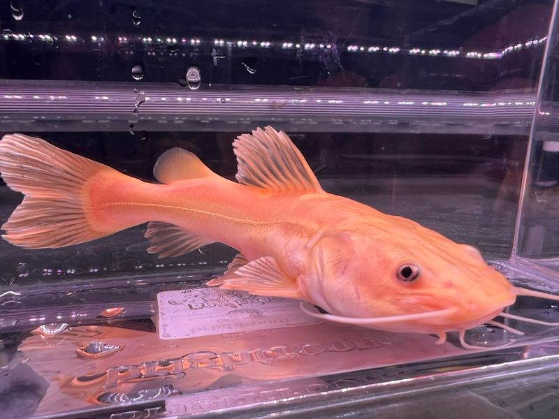 Golden Redtail Catfish