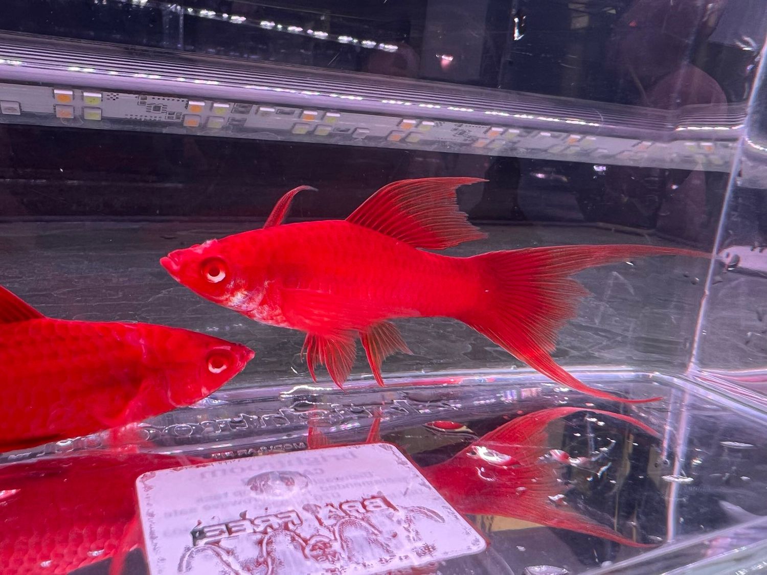 Super Red albino Lyre Swordtail