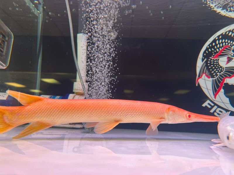 Albino Gold Alligator Gar