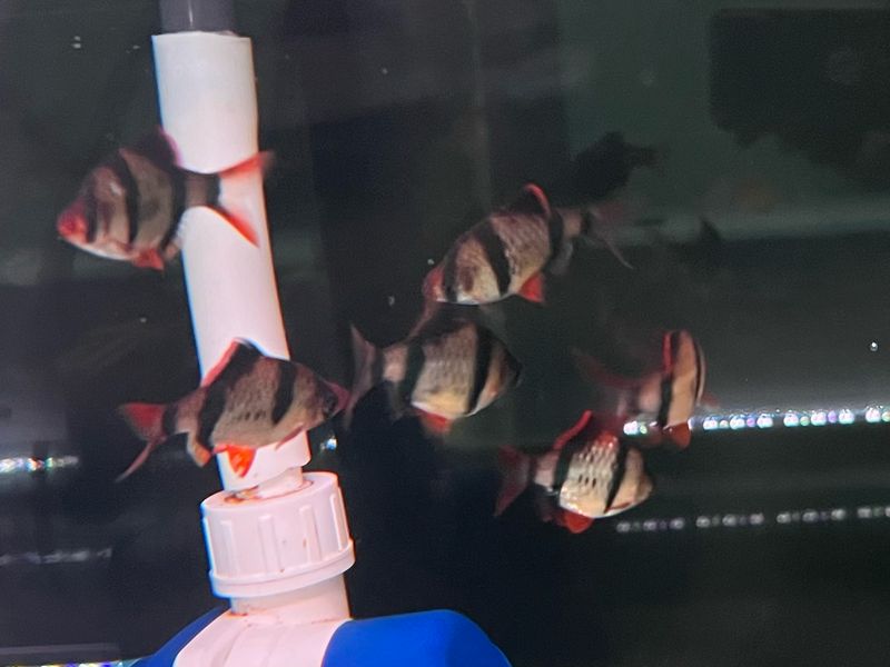 Tiger Barb