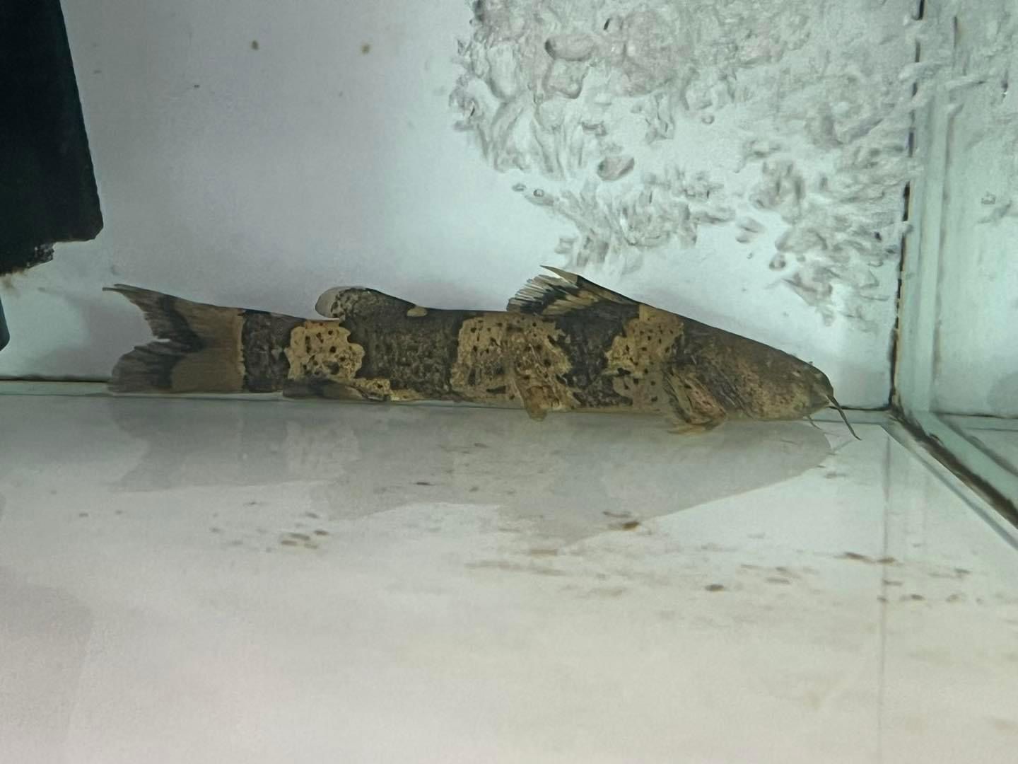 Giant Bumblebee Catfish