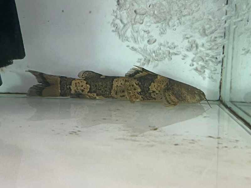 Giant Bumblebee Catfish