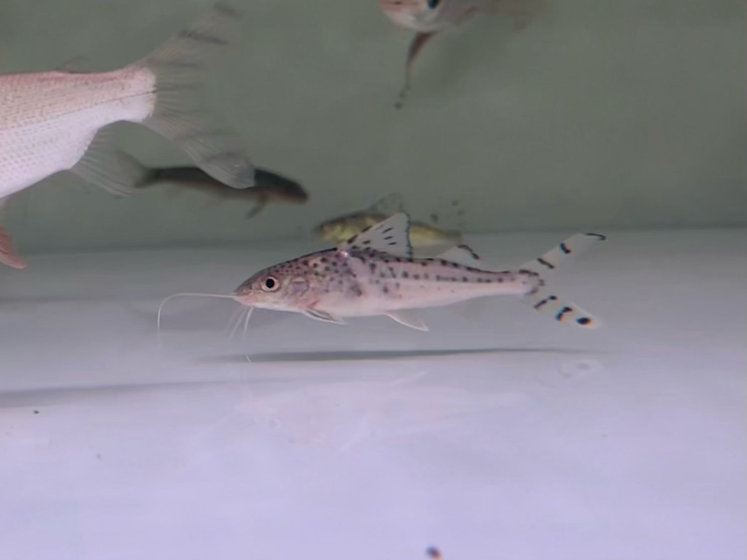 Spotted Pictus Catfish