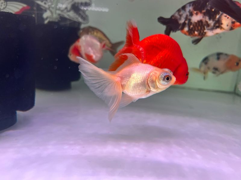 A Grade Butterfly Telescope Goldfish