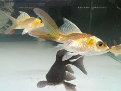 Black Shortbody Long Fin Koi