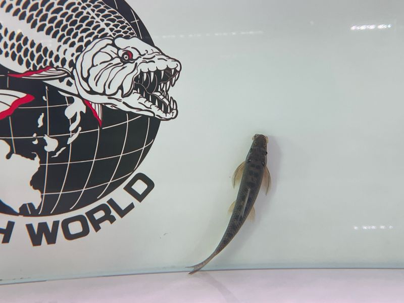 Giant Gold Chinese Algae eater
