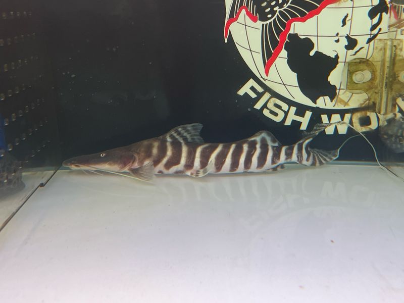 Tigrinus Catfish