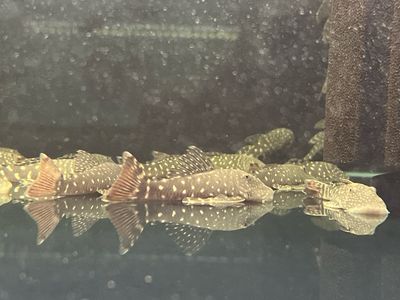 L455 Tiger Chaetostoma Pleco