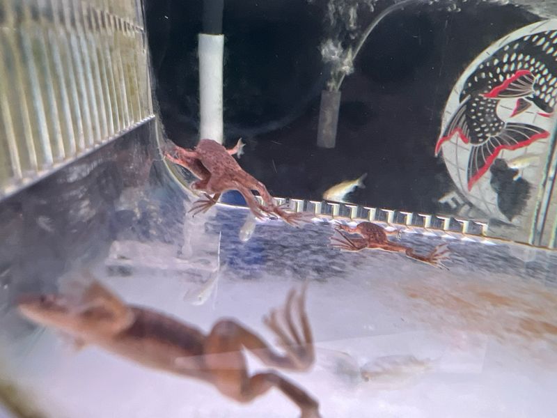 African dwarf Frog