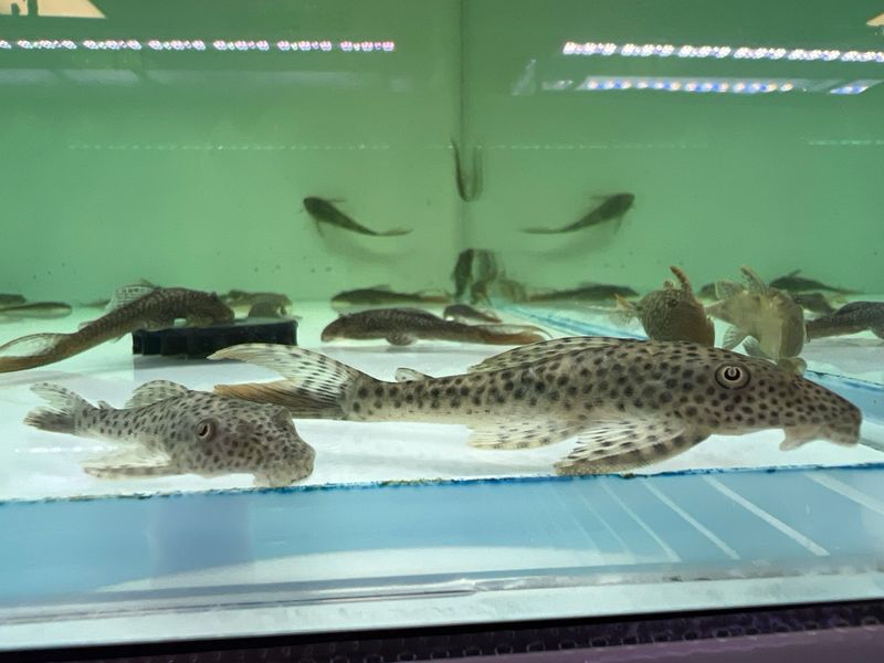 L11 Red Fin Thresher Pleco