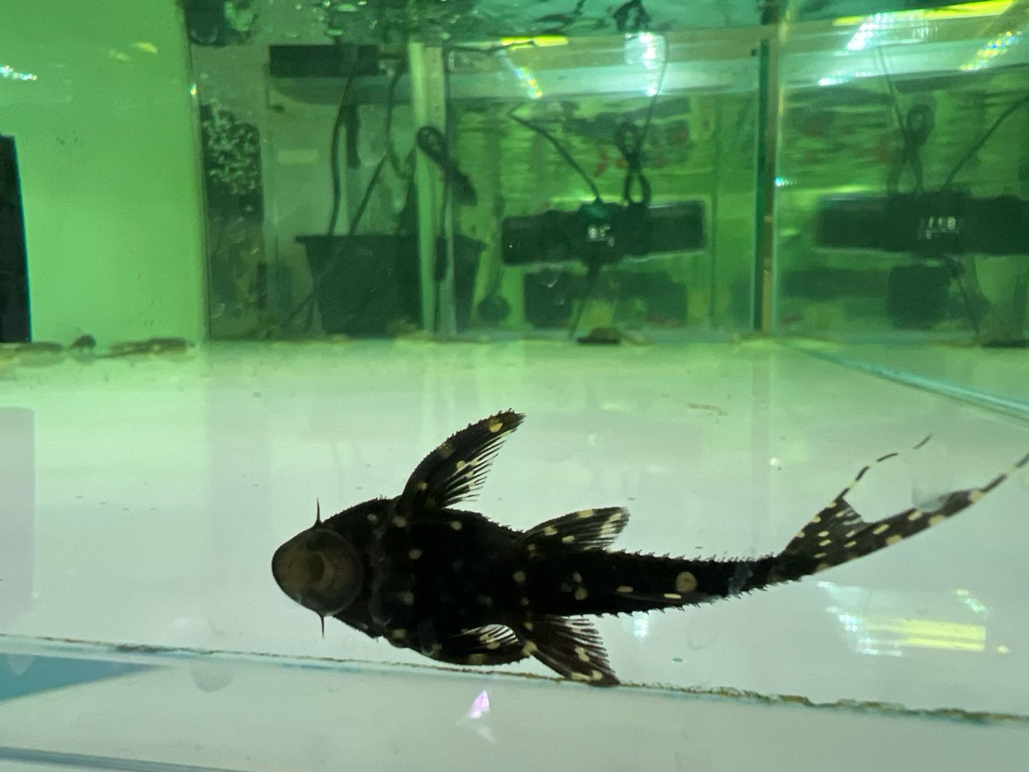 Adonis Pleco
