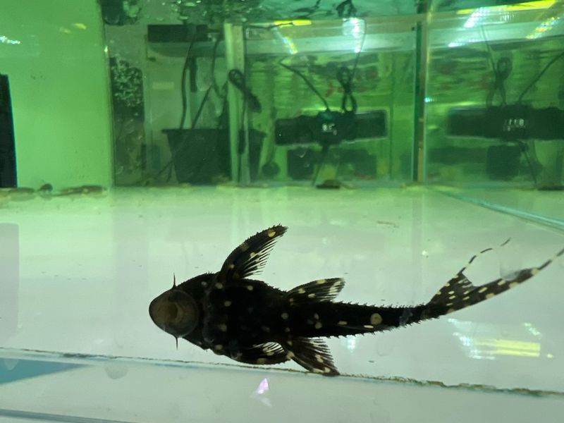 Adonis Pleco