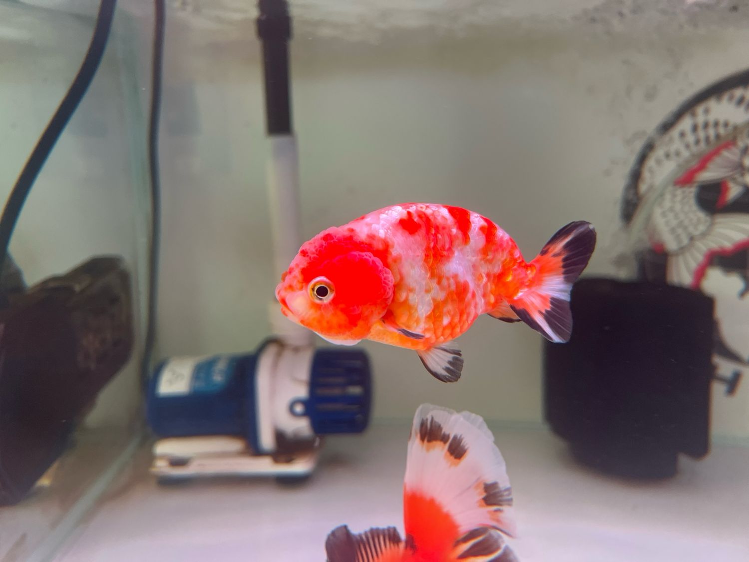 A grade Ranchu Goldfish