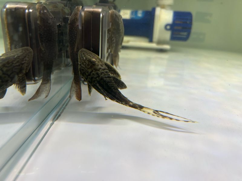 Titanic Pleco L203 Pleco