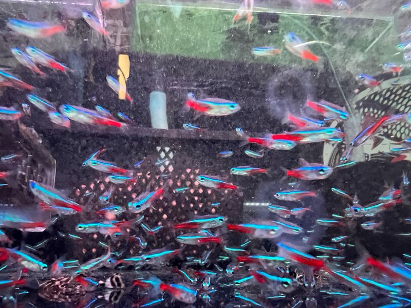 Neon Tetra