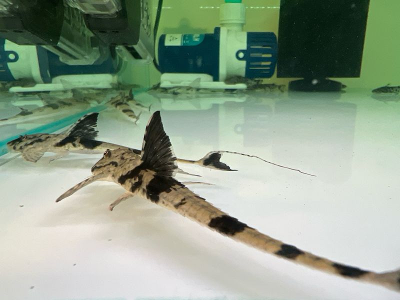 Marble Royal Whiptail Catfish