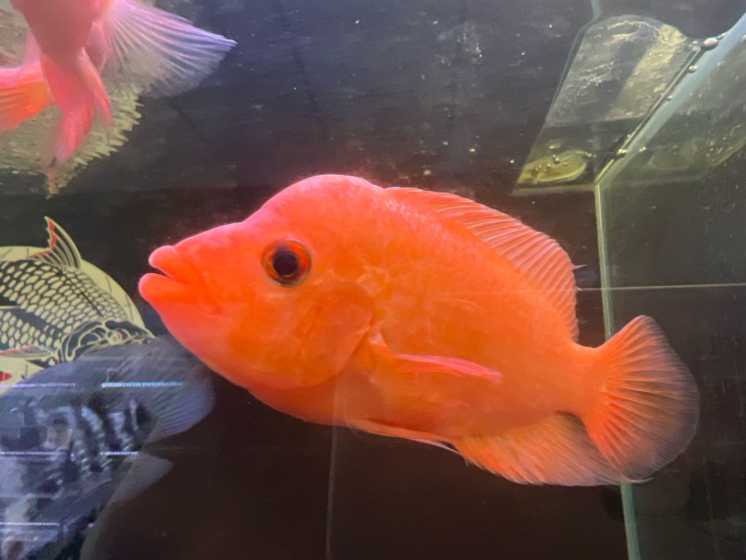 Red Devil Cichlid