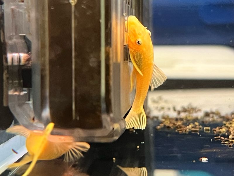 Blue eyed Bristlenose pleco