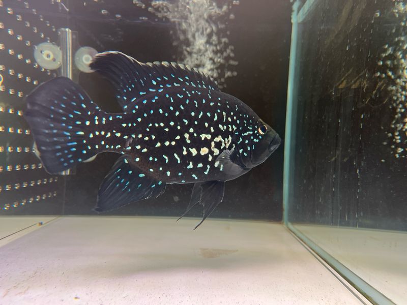 Pollen&#39;s Cichlid