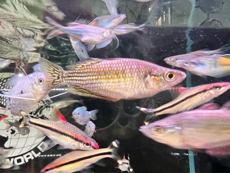 Australian Rainbow Fish