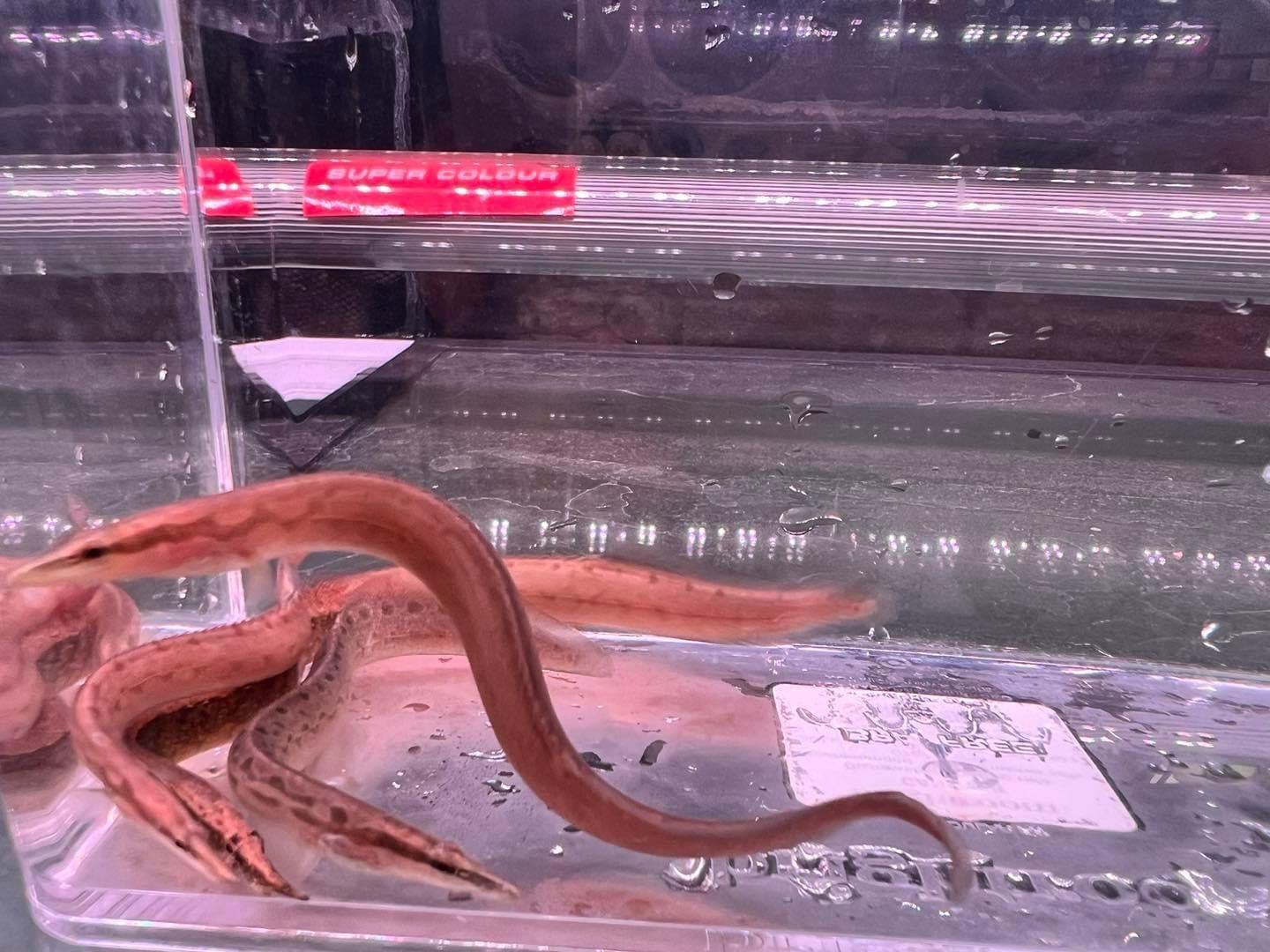 Tire Track Eel