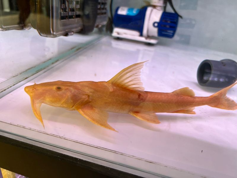 Golden Goonch Catfish