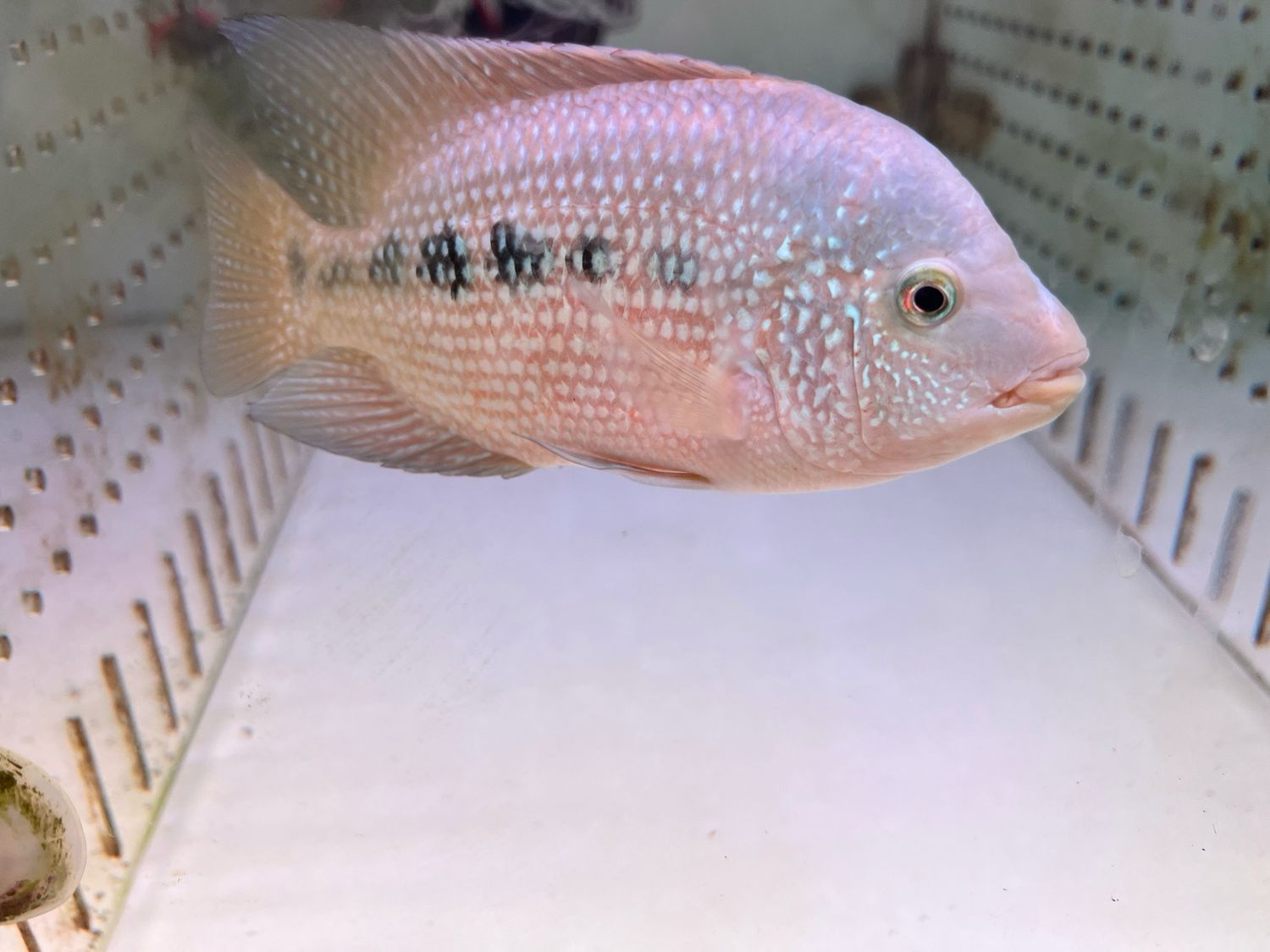 Red Texas Cichlid (Herichthys Cyanoguttatus Sp)
