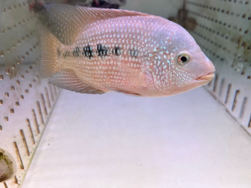 Red Texas Cichlid (Herichthys Cyanoguttatus Sp)