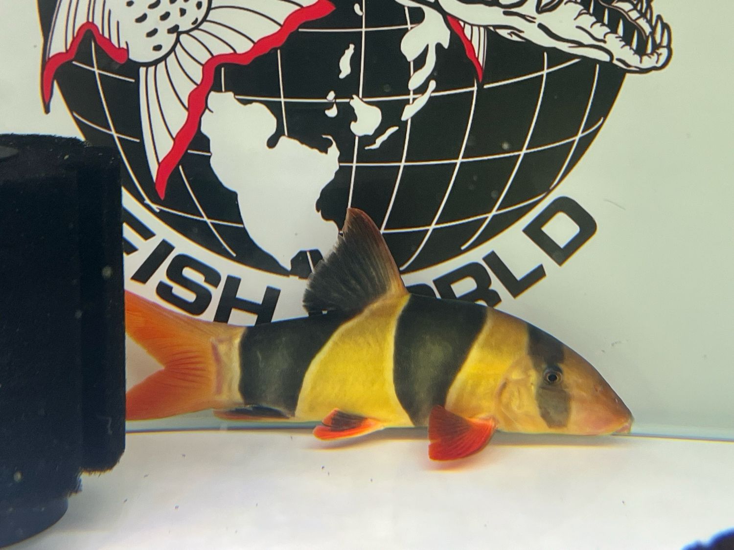 Clown Loach