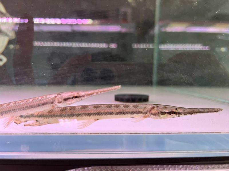 Florida Gar